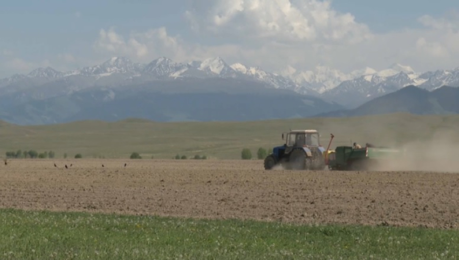 Посевы элитного картофеля увеличивают в Алматинской области