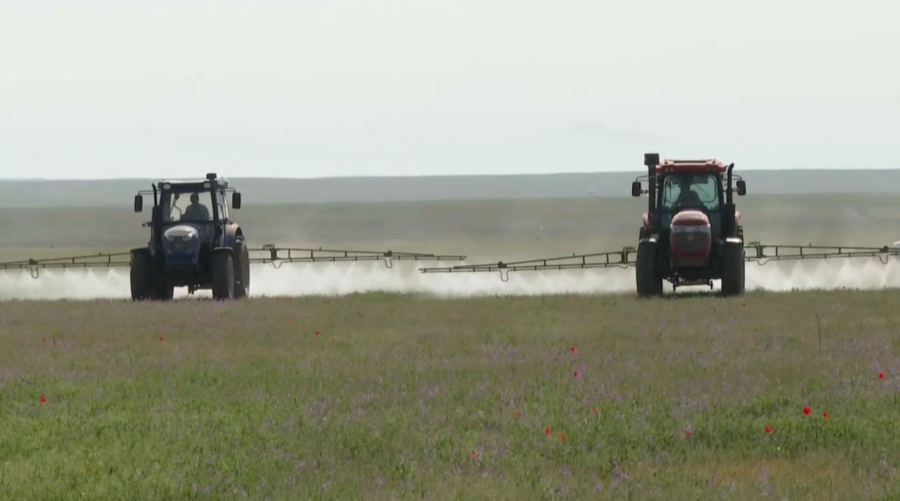 Түркістан облысында шегірткеге қарсы күрес жұмыстары жалғасып жатыр