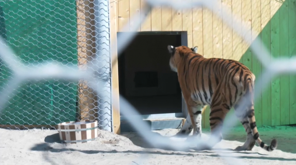 Нидерландыдан әкелінген амур жолбарыстары Балқаш аймағын жерсіне бастады