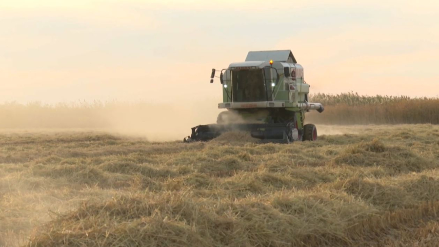 Алматы облысында күріш алқабының 60 пайызы орылды