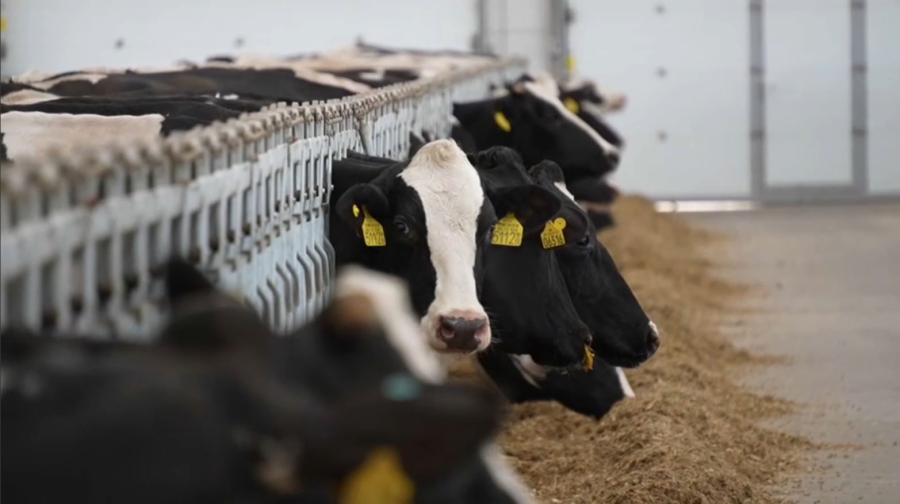 Павлодар облысында екі тауарлы сүт фермасы ашылады