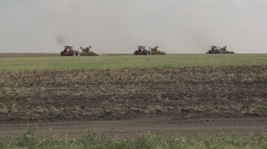 Ақмола облысында майлы дақылдар алқабы ұлғайды