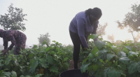 Африка фермерлері көмек сұрады