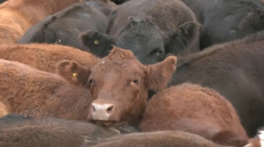 Трамп снизил тарифы на продукты питания