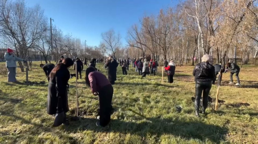 Петропавлда 100 ағаш егілді