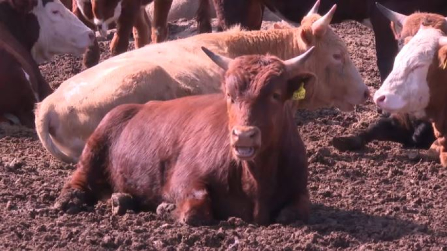 Как развивается животноводство в Казахстане