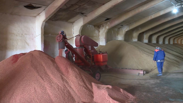 Ақтөбе облысында 80 тонна тұқымдық бидай жарамсыз болып қалды