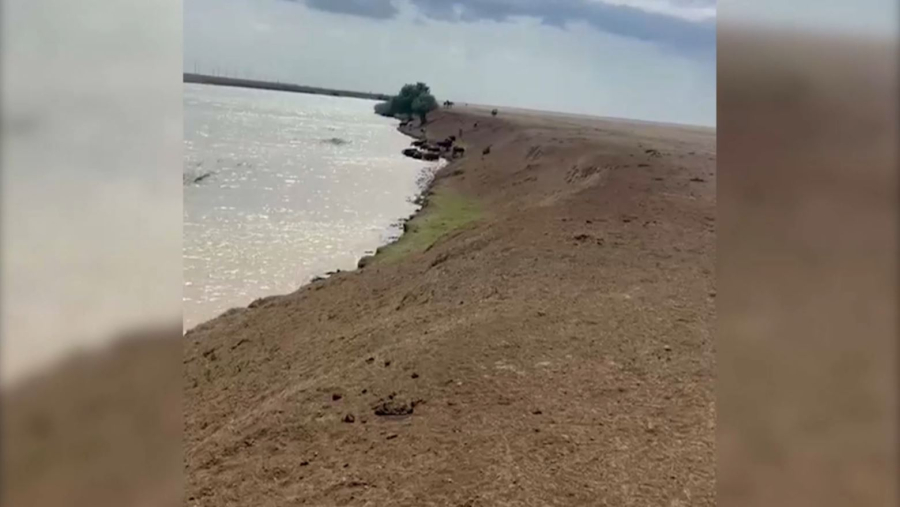 БҚО-да жүздеген киік өзенге батып кеткен