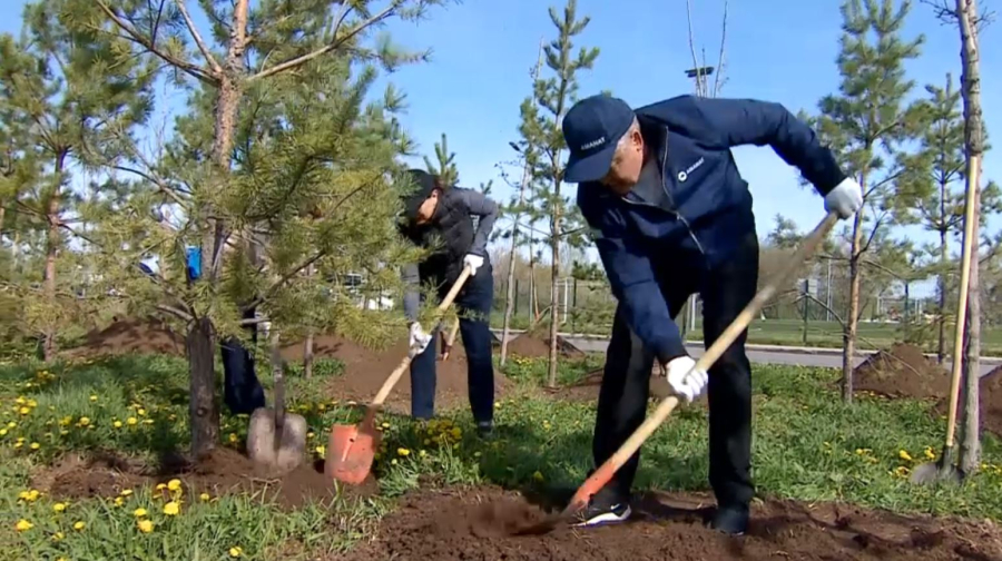Мәжіліс депутаттары 100 түп ағаш отырғызды