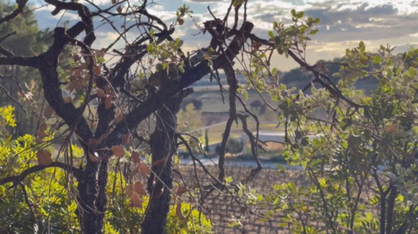 Каталония таза суды тұтынуға шектеулер енгізді