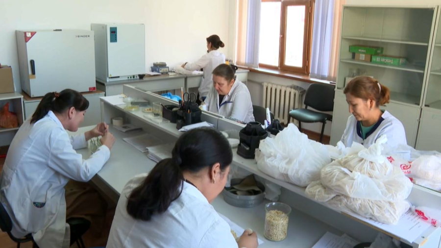 Қызылорда облысында күріштің орнына майлы дақылдар егіледі