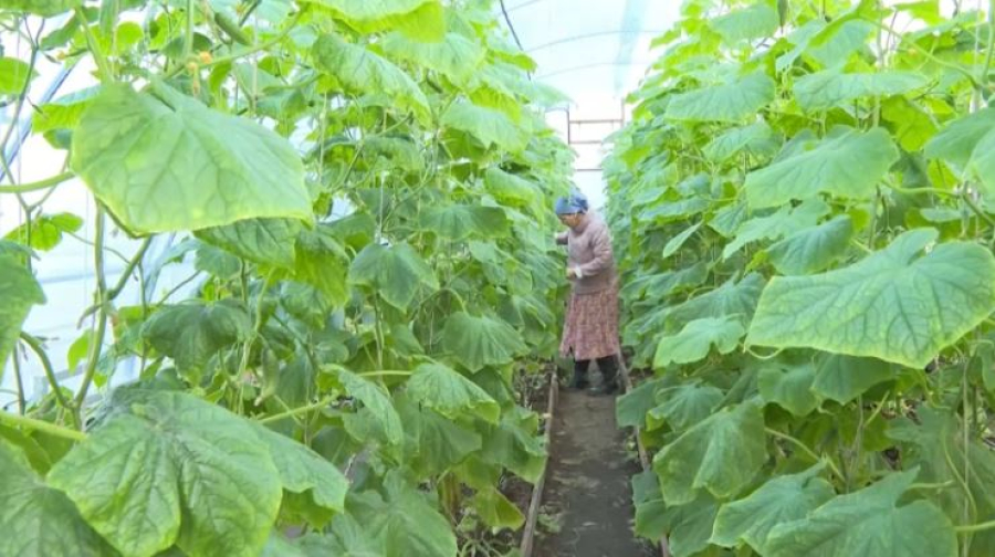 Выход из тени: 66 тысяч самозанятых легализовались