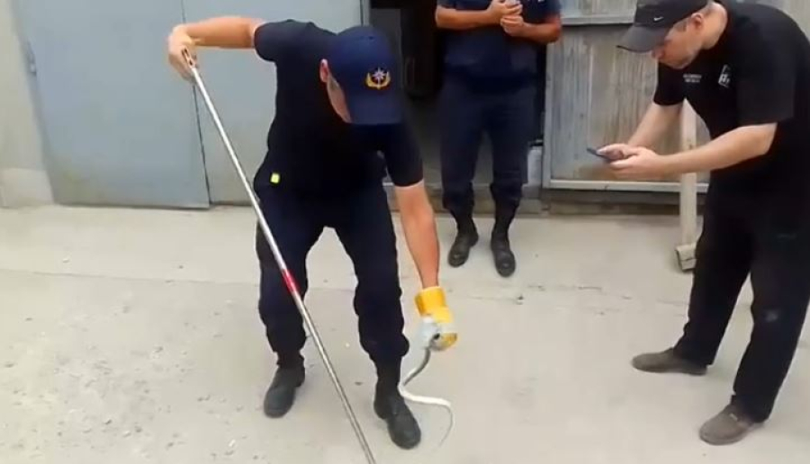 Ядовитые змеи пугают жителей Шымкента