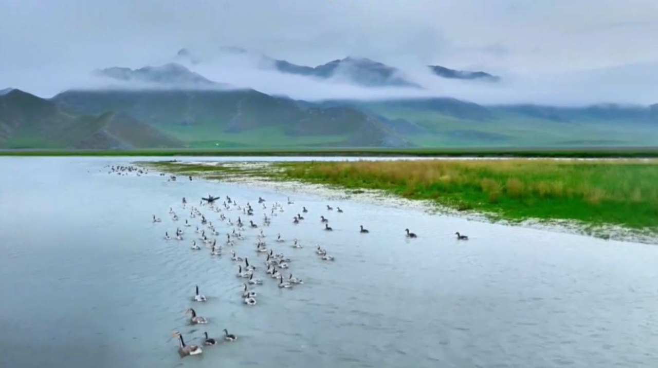 Тысячи животных на грани исчезновения
