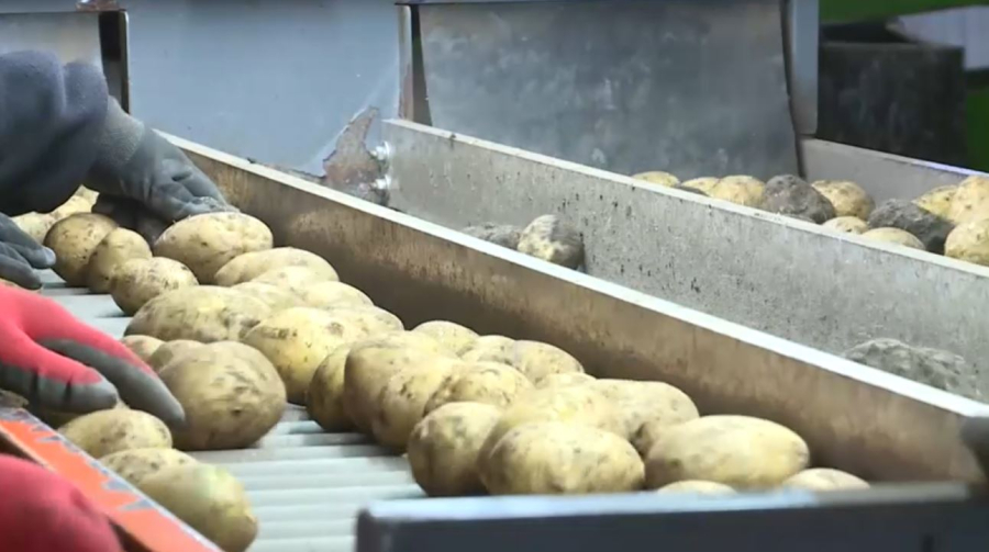 Өңірлерде көкөністер мен жүгері егісі ұлғаяды