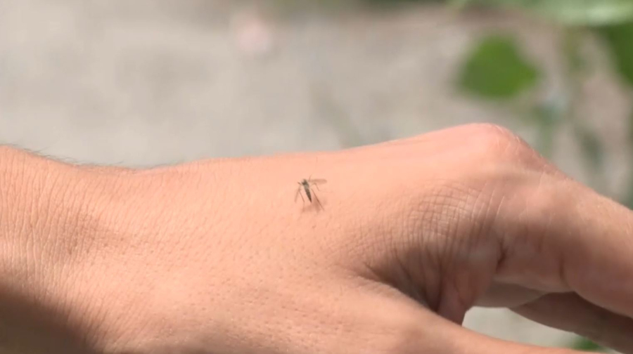 Комары атаковали посёлок Старая Крепость в области Абай