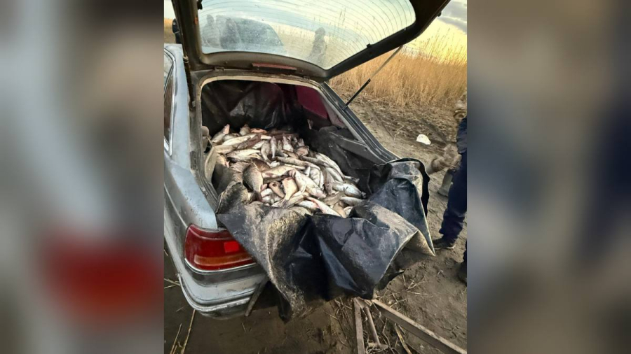 У браконьеров на Зайсане изъяли рыбу на ₸8 млн