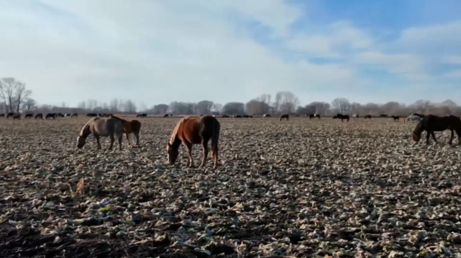 СҚО-да жайылым жер тапшы