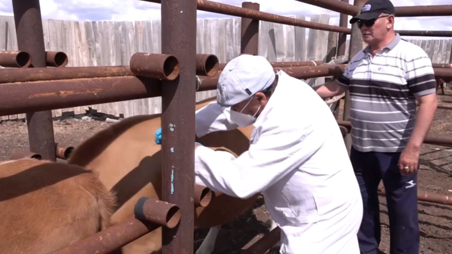 Төрт түліктің тамыршысы – Cаттар Құлбаев