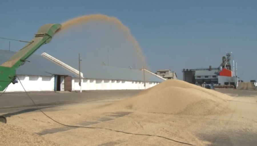 Акмолинская область увеличила экспорт зерна на 20%