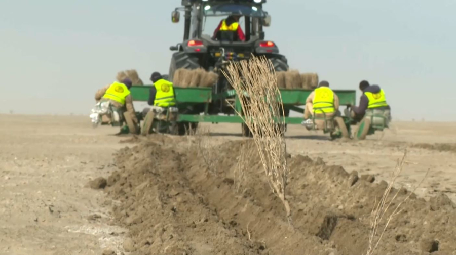 «Зелёный щит» на дне Арала: высажено 49 миллионов саксаулов