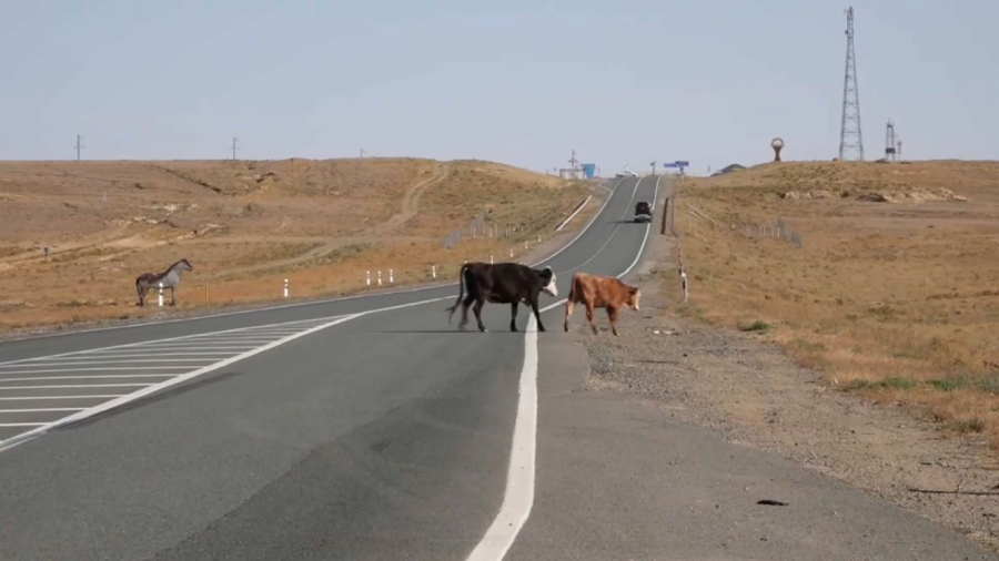 Полицейские усиливают меры безопасности из-за выхода скота на трассу