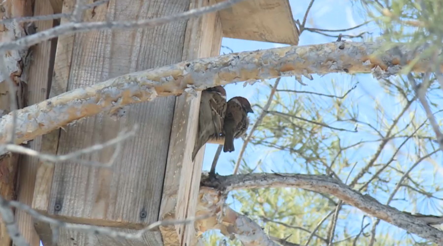 Экоактивисты и школьники устанавливают десятки скворечников в Караганде