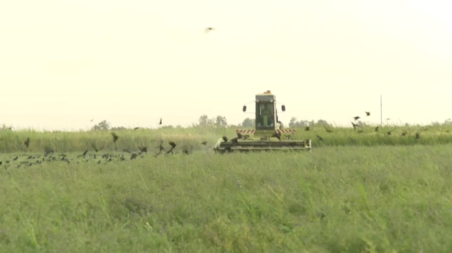 Почти 29 млн тонн кормов заготовили в Казахстане