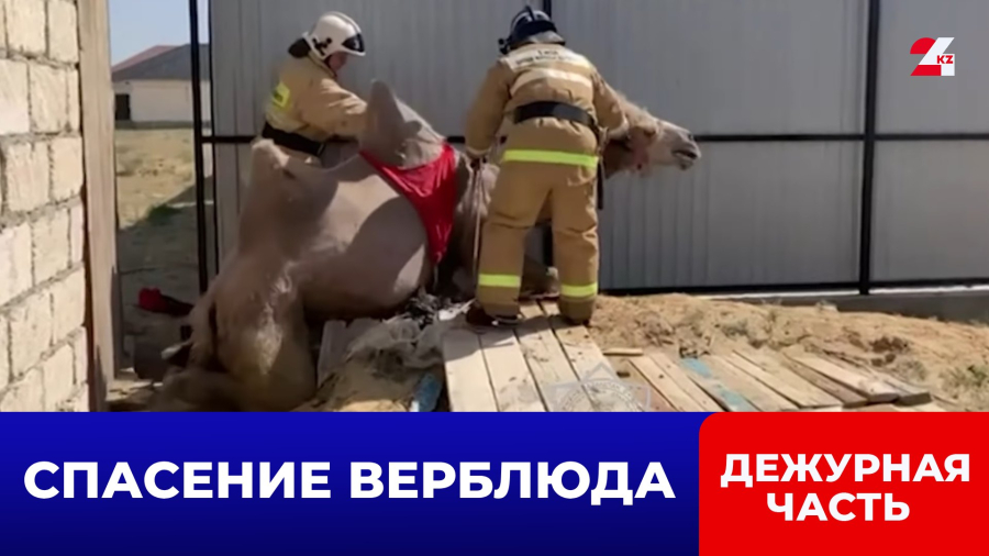 Верблюд провалился в выгребную яму, но его вытащили спасатели