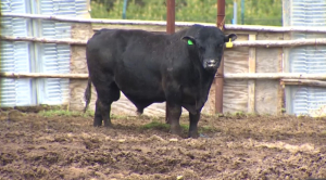 Квоты на вывоз бычков увеличили в Казахстане