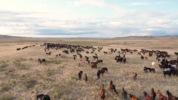 Қазақстанға 12 мыңнан аса жылқы әкелінді