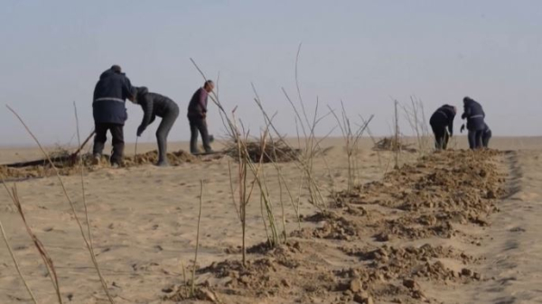 Многолетние кустарники высаживают в рамках борьбы с опустыниванием в Китае