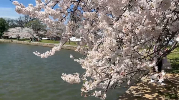 Вашингтонда сакура ерте гүлдеді