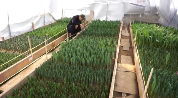 Жамбыл облысында ауыл тұрғыны қызғалдақ өсіріп жатыр