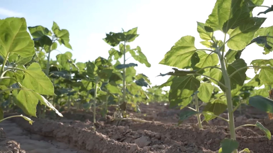 Туркестанские аграрии диверсифицируют посевы