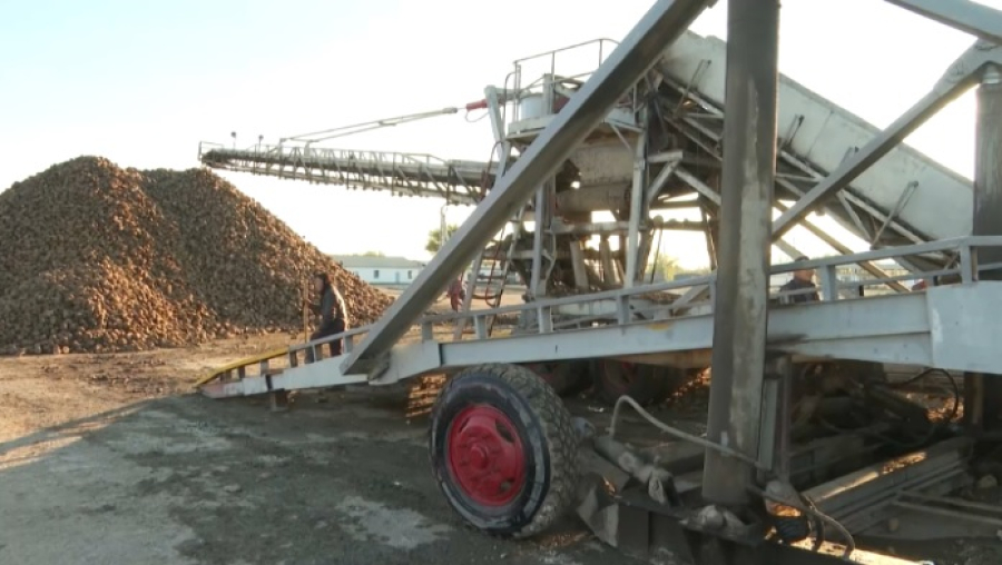 Казахстанские заводы приняли 225 тысяч тонн сахарной свёклы