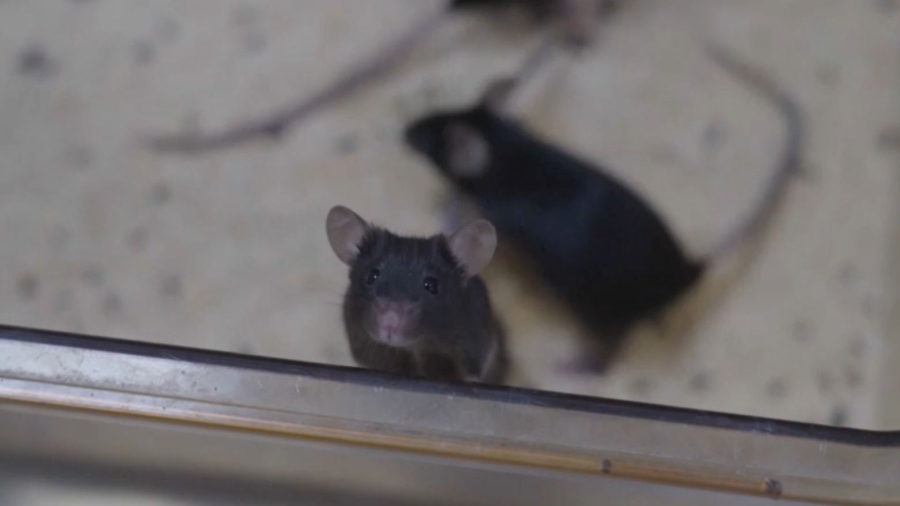 «Шэньчжоу-21» миссиясы аясында ғарышқа ұшқан тышқандар жаңа ортаға бейімделді