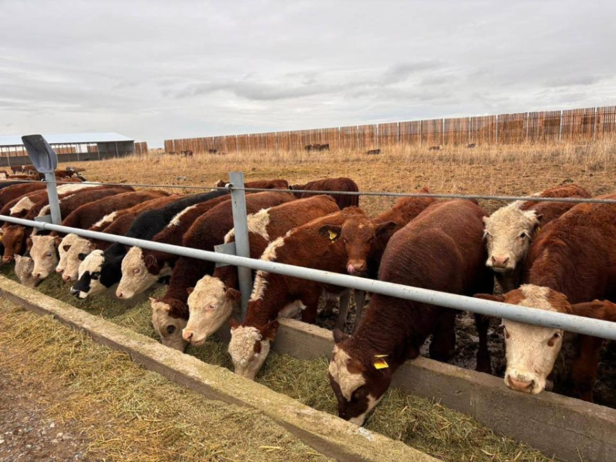 Елде Мал өсірушілер одағы өз жұмысын бастады