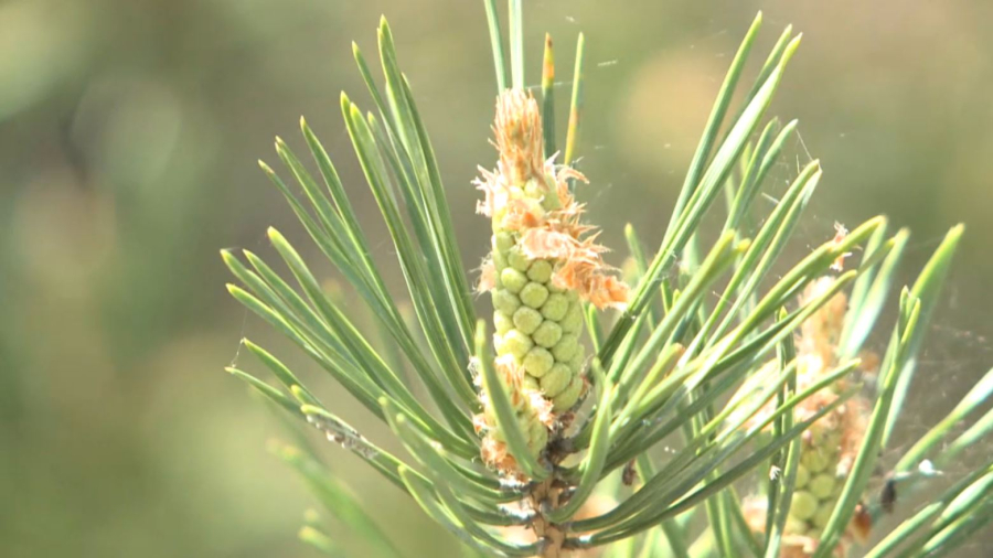 Қарағанды орман шаруашылығының тәлімбағы екі есе кеңейді