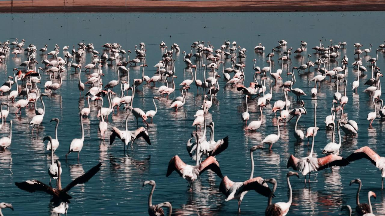 В Коргалжынский заповедник направили 40 млн кубометров воды