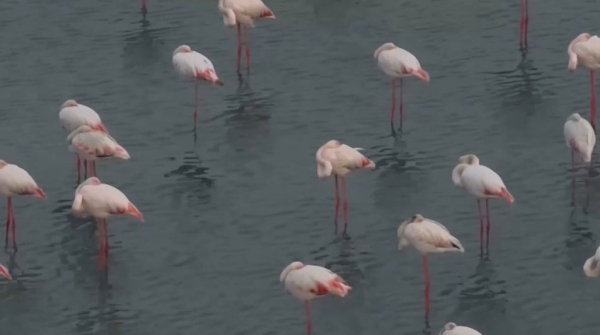 Каждое пятое мигрирующее животное находится под угрозой исчезновения