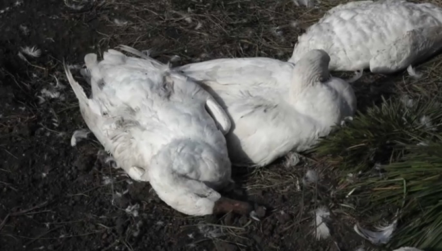 Названа причина массового падежа птицы в Кызылжарском районе