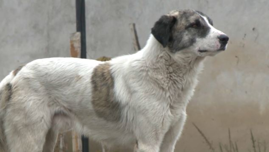 Нападения бродячих животных: пострадали 268 жителей Шымкента