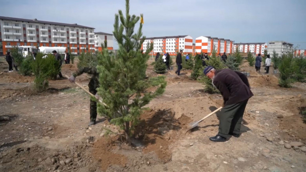 Жамбыл облысында 57 мың түп тал егілді