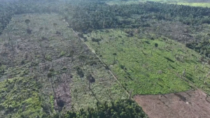 C незаконной вырубкой леса борются в Бразилии