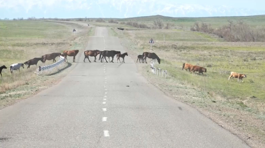 Бродячий скот стал причиной десятков ДТП в области Абай