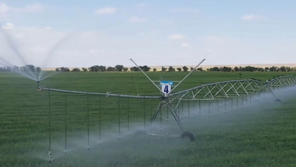 Жамбыл облысында қант қызылшасының көлемі үш есе артады