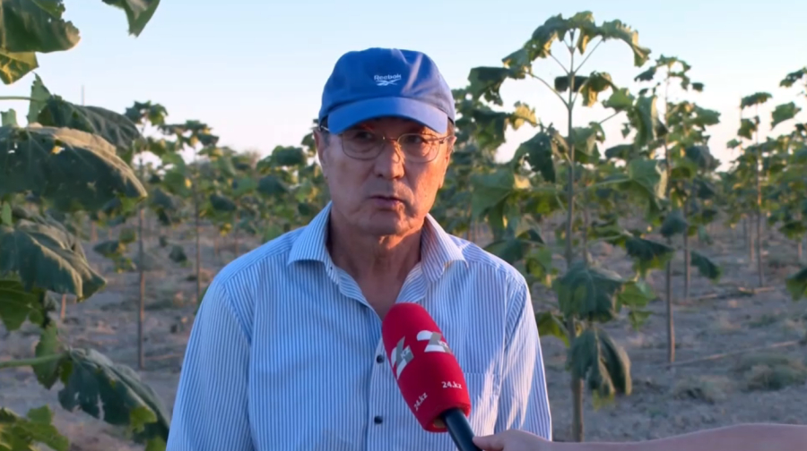 Pavlovnia Grown for the First Time in Turkistan Region Village