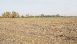 Площадь рисовых плантаций сократилась в Италии