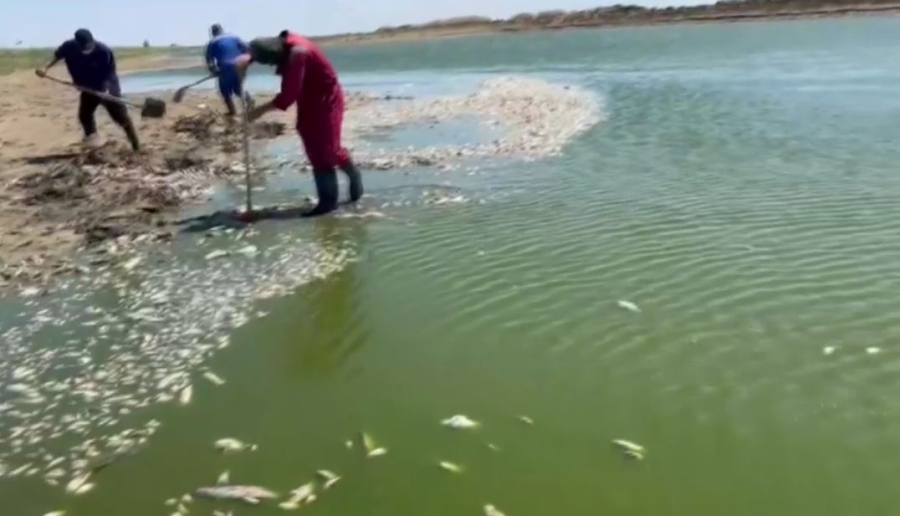 Атырау облысында тағы балық қырылып жатыр